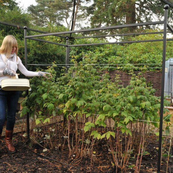 Buy Harrod Autumn Raspberry Support Online - Plants & Plant Care