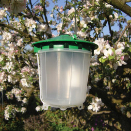 Codling Moth Trap