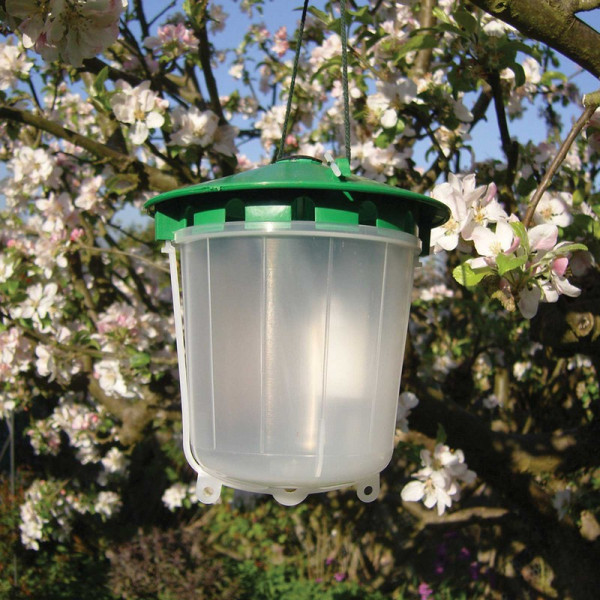 Buy Codling Moth Trap Online - Pest Control