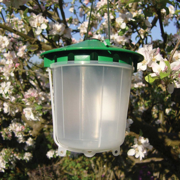 Buy Horse Chestnut Leaf Miner Trap Online - Pest Control Buy Horse Chestnut Leaf Miner Trap Online - Pest Control