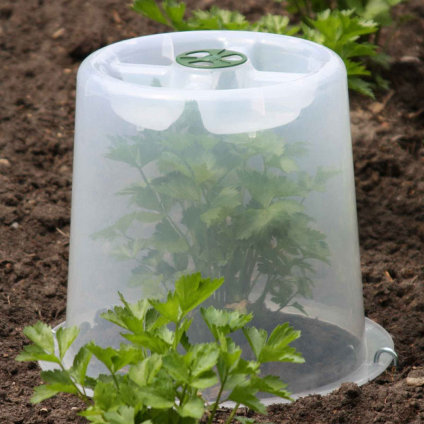 Buy Mini Greenhouse Forcing Cloche Online - Plant Care & Earth Buy Mini Greenhouse Forcing Cloche Online - Plant Care & Earth