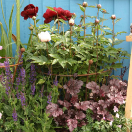 Harrod Trumpet Peony Plant Support Rust