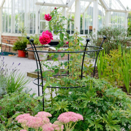 Harrod Trumpet Peony Plant Support Matt Black