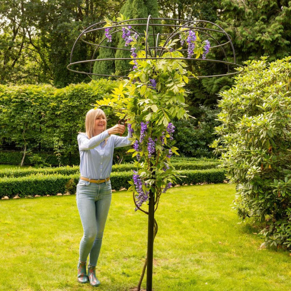 Buy Harrod Wisteria Umbrella Support Frame Online - Other Garden Equipment & Decoration