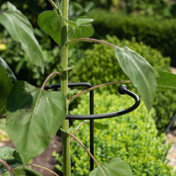 Buy Harrod Wrap Around Plant Support Online - Other Garden Equipment & Decoration