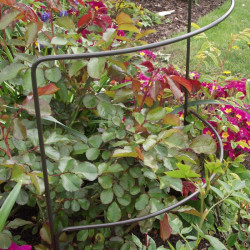 Double Arc Plant Supports (pack of 3)