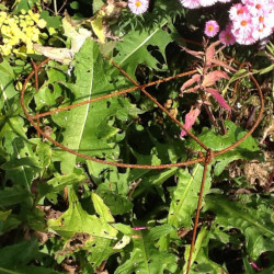 Grow Through Plant Supports