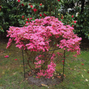 Trees & Shrubs