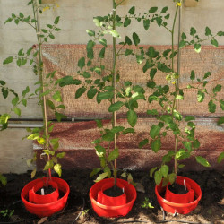 Tomato Plant Halos