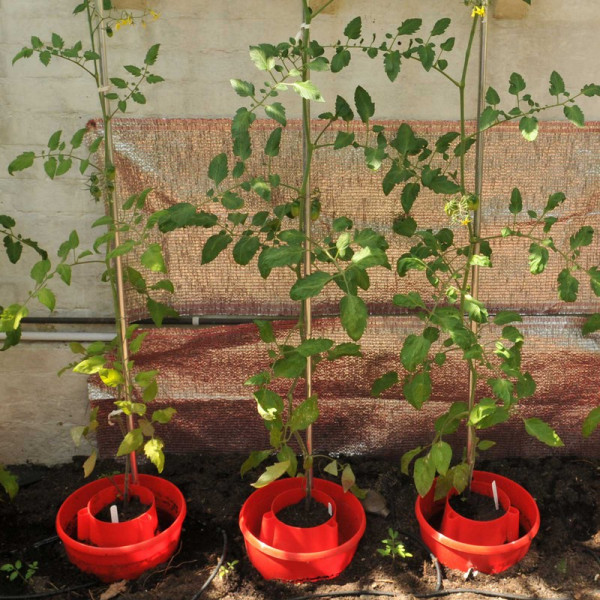 Buy Tomato Plant Halos Online - Garden Equipment