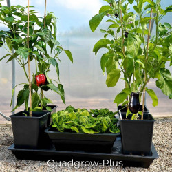 Quadgrow Plus Vegetable Planter