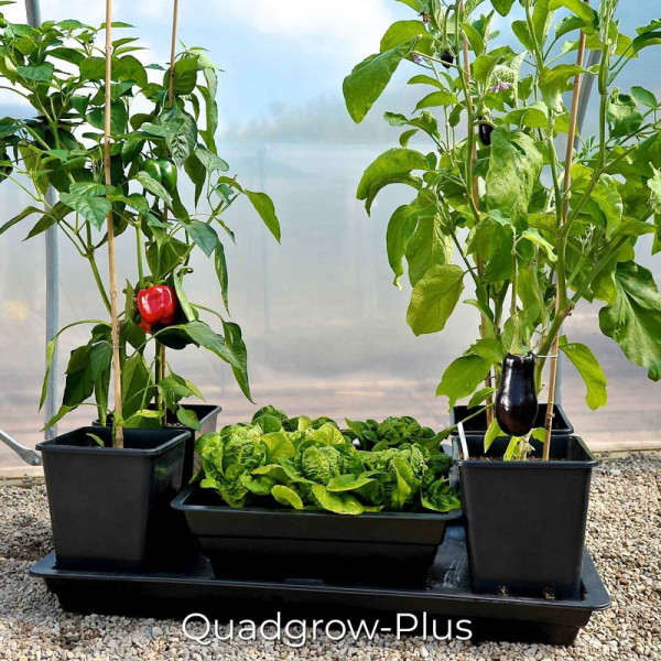 Buy Quadgrow Plus Vegetable Planter Online - Garden Pumps
