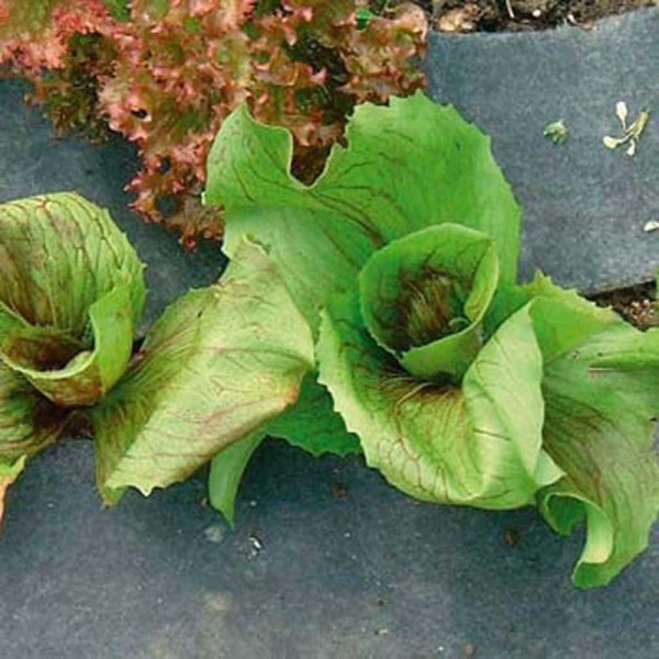 Buy Slug And Snail Shocka Roll (5m) Online - Pest Control Buy Slug And Snail Shocka Roll (5m) Online - Pest Control