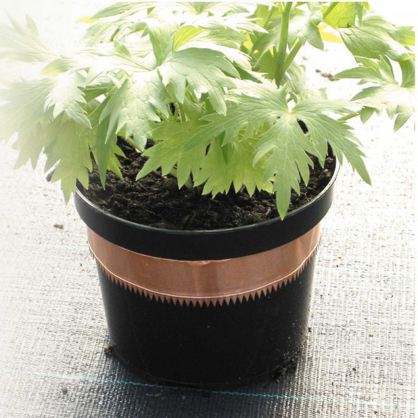 Buy Slug And Snail Copper Serrated Tape Online - Pest Control