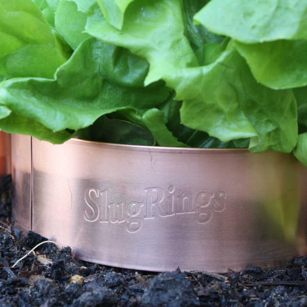 Buy Slug Copper Rings (large) Online - Pest Control Buy Slug Copper Rings (large) Online - Pest Control