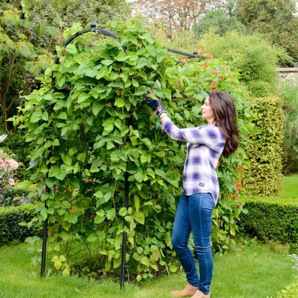 Buy Harrod Superior Bean Frame Online - Other Garden Equipment & Decoration