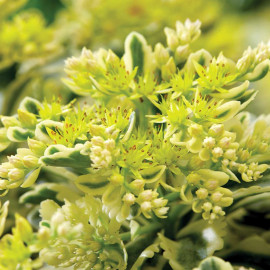 Sedum Atlantis Chelsea Winner