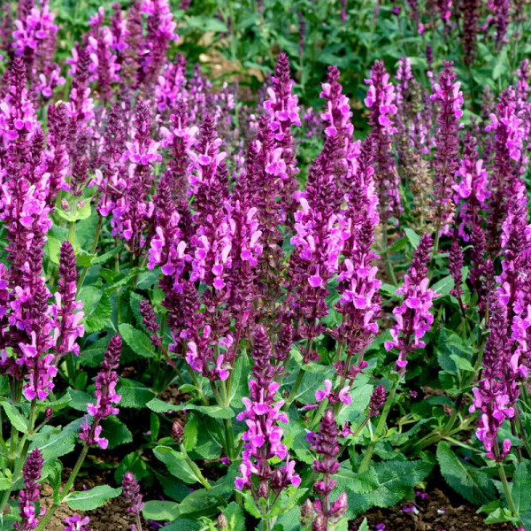 Buy Salvia Rose Marvel Online - Green plants & flowering plants