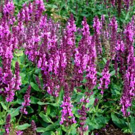 Salvia Rose Marvel Plants