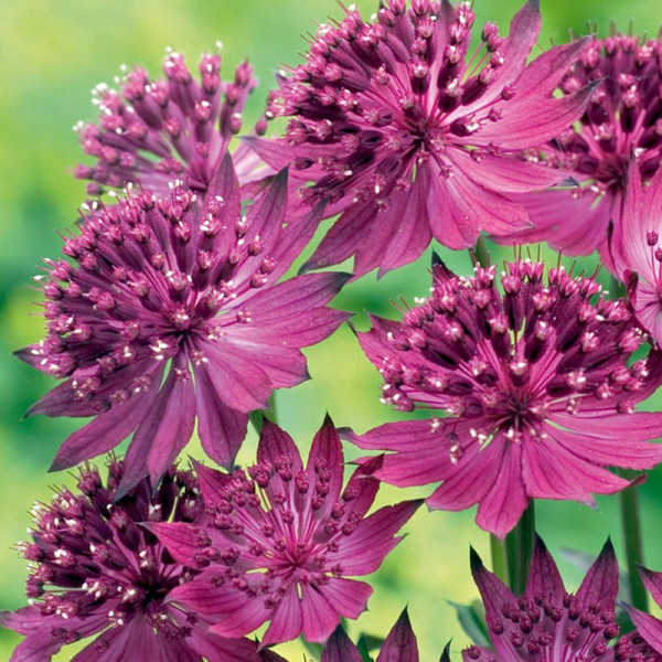 Buy Astrantia Venice Online - Garden Plants & Bushes