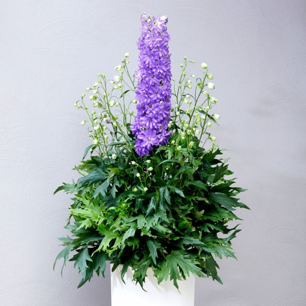 Buy Delphinium Plant Delgenius Breezin Online - Green plants & flowering plants Buy Delphinium Plant Delgenius Breezin Online - Green plants & flowering plants