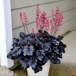 Heuchera Timeless Night