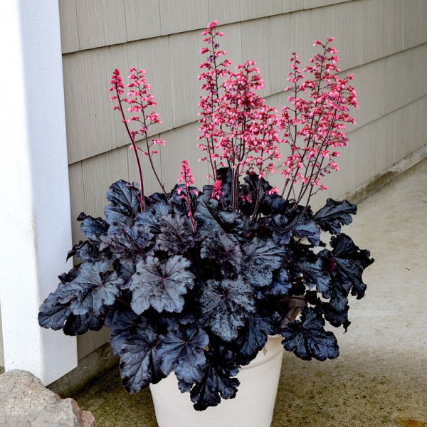 Buy Heuchera Timeless Night Plants Online - Green plants & flowering plants