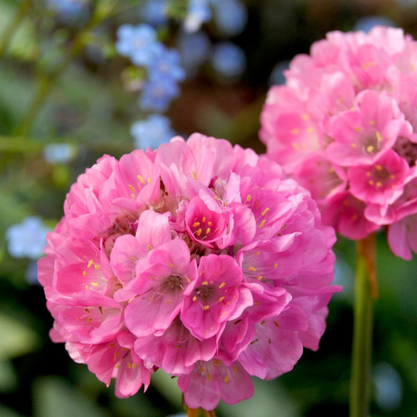 Buy Armeria Dreameria Daydream Plants Online - Garden Plants & Bushes