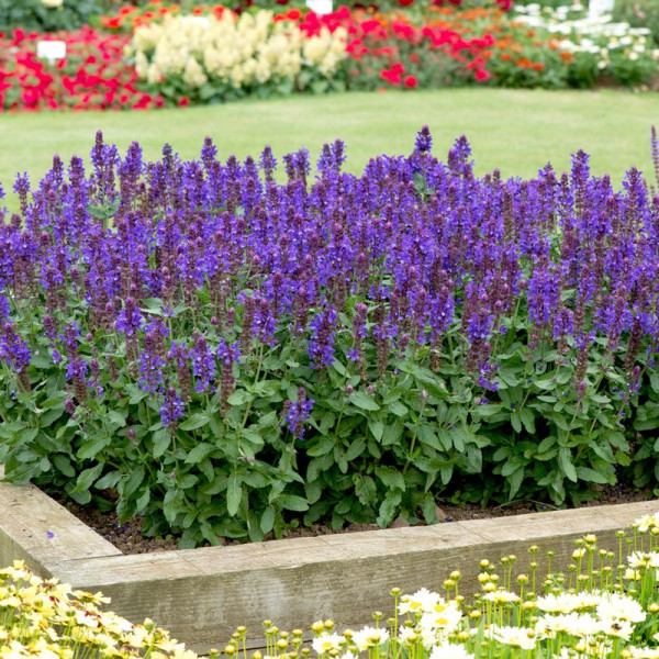 Buy Salvia Blue Marvel Plants Online - Green plants & flowering plants Buy Salvia Blue Marvel Plants Online - Green plants & flowering plants