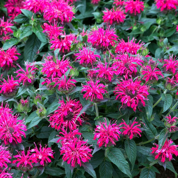 Buy Monarda Balmy Rose Online - Green plants & flowering plants