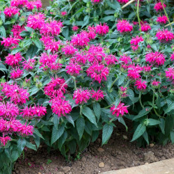 Monardy Balmy Rose Plants