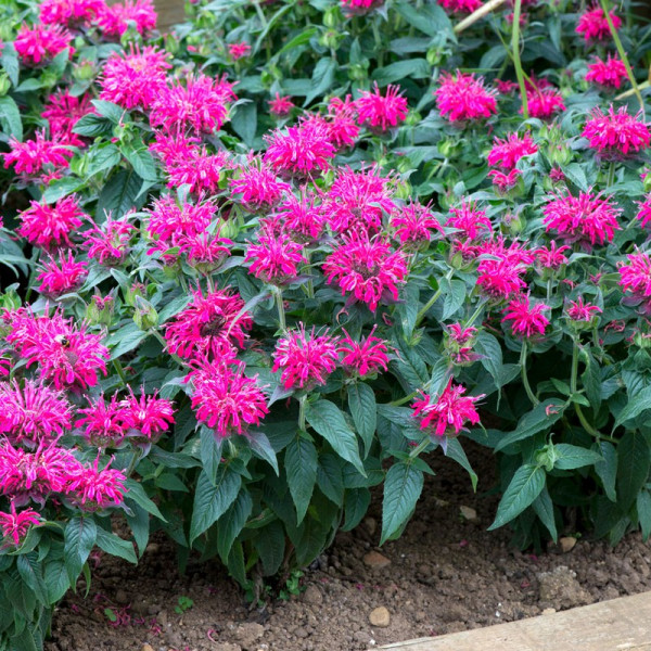 Buy Monardy Balmy Rose Plants Online - Green plants & flowering plants
