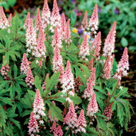 Tiarella Pink Skyrocket