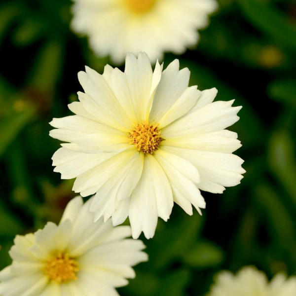 Buy Coreopsis Plant Uptick Cream Online - Green plants & flowering plants