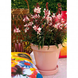 Gaura Plant Gaudi Pink