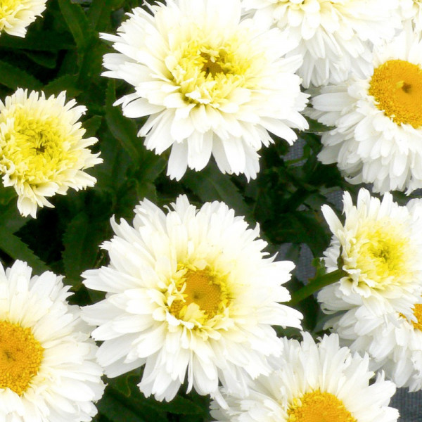 Buy Leucanthemum Macaroon Online - Green plants & flowering plants