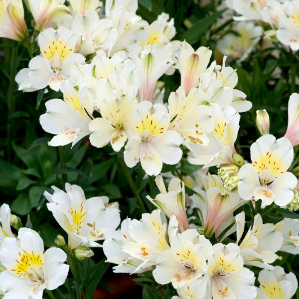 Buy Alstroemeria Summer Sky Online - Green plants & flowering plants