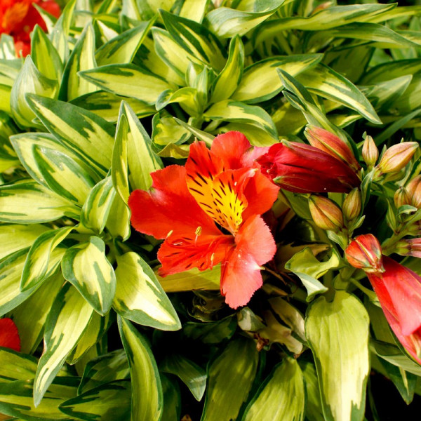 Buy Alstroemeria Little Miss Zoe Online - Garden Plants & Bushes