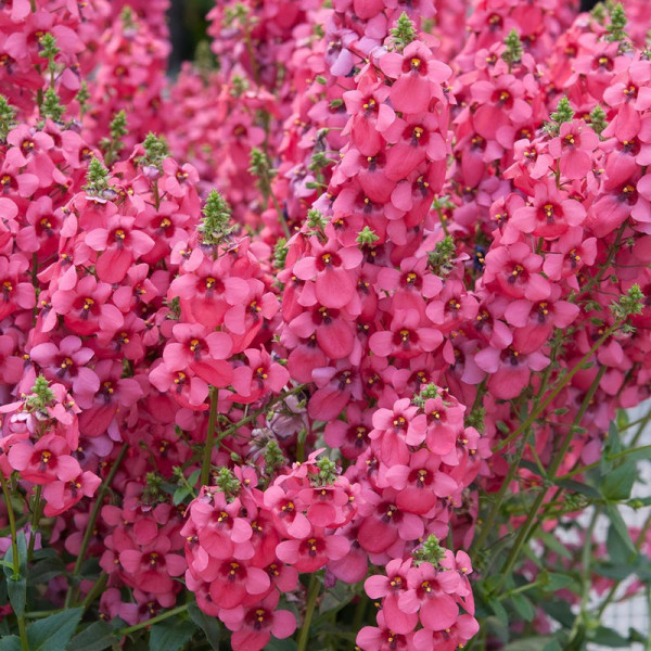 Buy Diascia Plants Aurora Dark Pink Online - Green plants & flowering plants