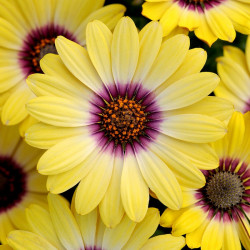 Osteospermum Blue Eyed Beauty