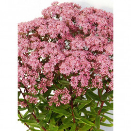 Sedum Sunsparkler Plant Jade Tuffet
