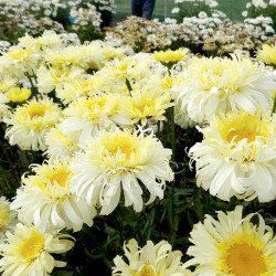 Leucanthemum Plant Real Charmer