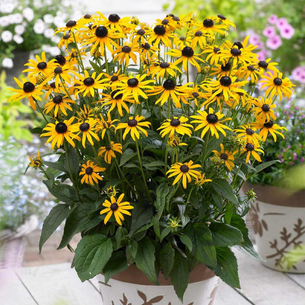 Buy Rudbeckia Plant Little Goldstar Online - Green plants & flowering plants Buy Rudbeckia Plant Little Goldstar Online - Green plants & flowering plants