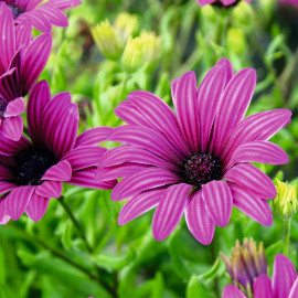 Osteospermum Hardy Plant Snow Pixie