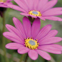Osteospermum Hardy Plant in the Pink
