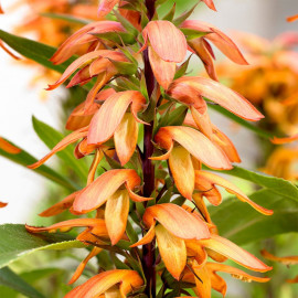 Isoplexis Plant Bella