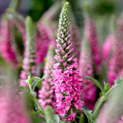 Veronica Plant Bubblegum Candles
