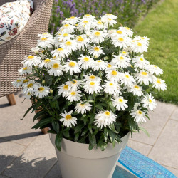 Leucanthemum Plant Sweet Daisy Birdy