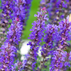 Salvia Plant Blue Bouquetta