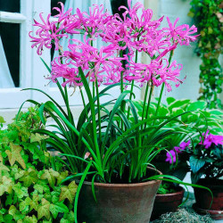 Nerine Bowdenii Plant